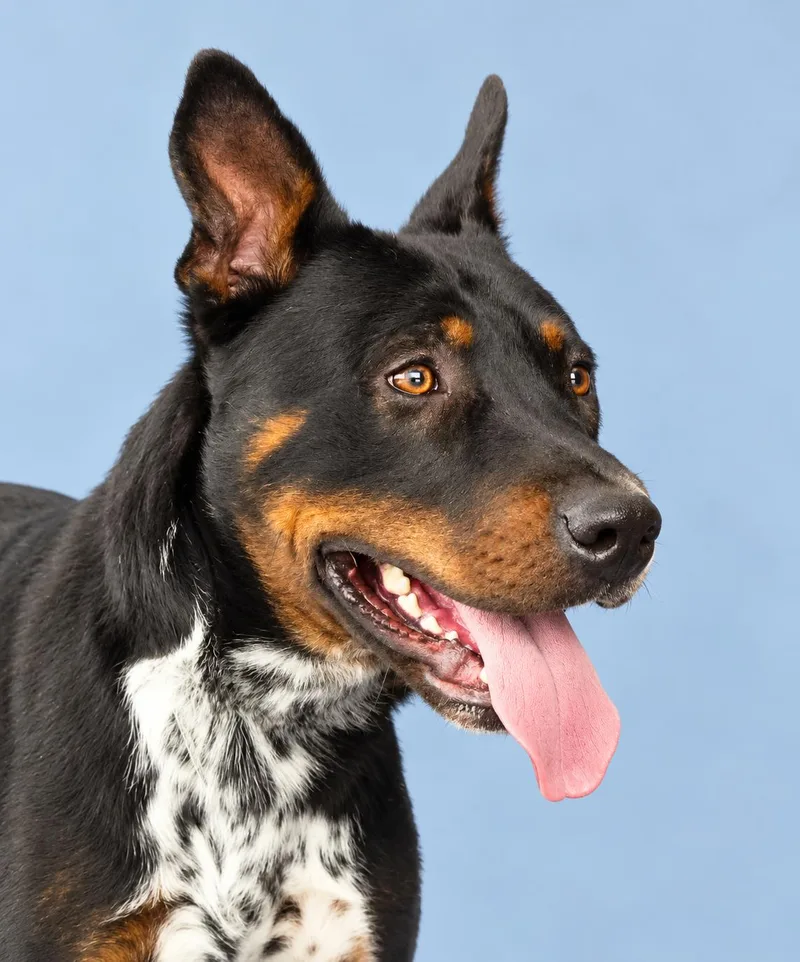 A young large-sized male Australian Cattle Dog / Blue Heeler dog named Sgt Flint for adoption in Pasadena, CA