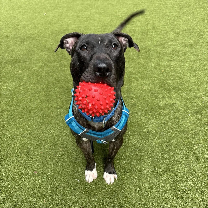 A young large-sized male Brindle Mixed Breed dog named Bun Bun for adoption in Vassalboro, ME
