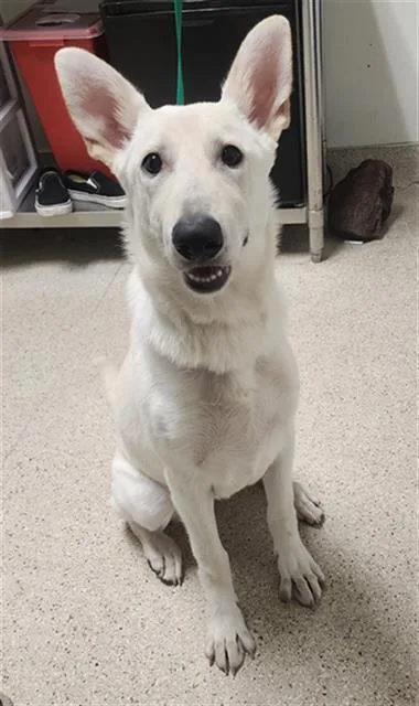 A young medium-sized female Siberian Husky dog named Bunny for adoption in Bakersfield, CA