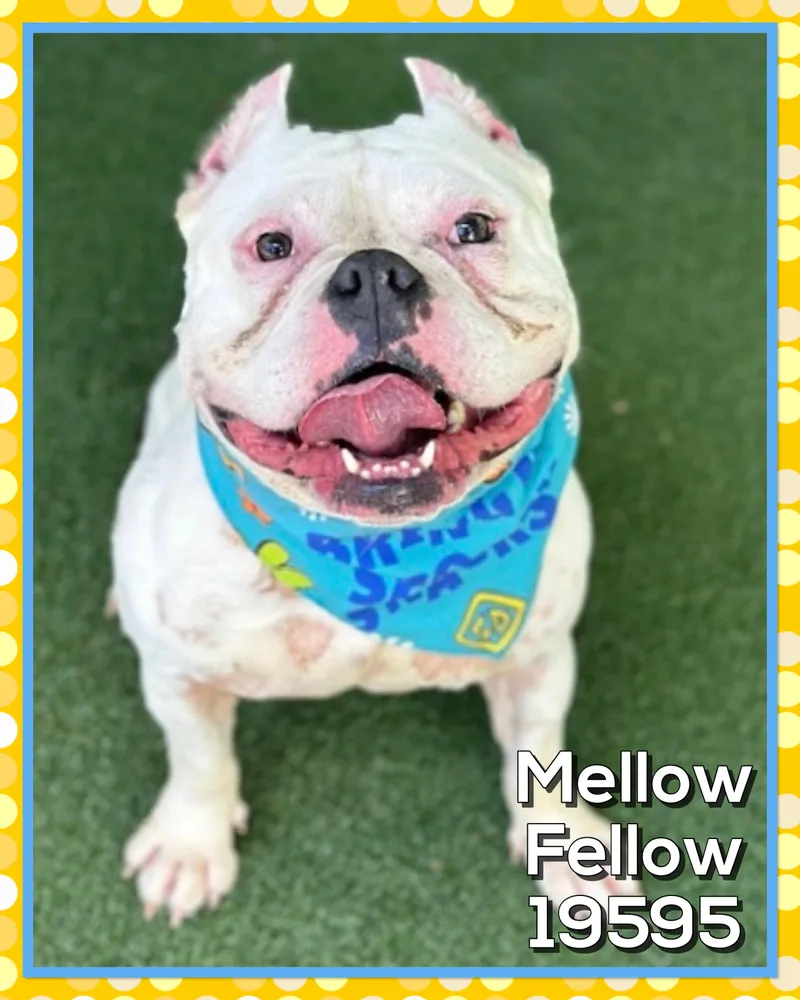 An adult medium-sized male Black American Bully dog named Mellow Fellow for adoption in Marietta, GA