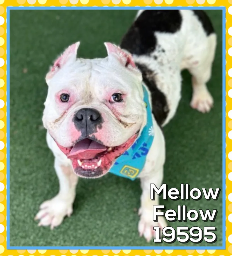 Mellow Fellow thumbnail 3