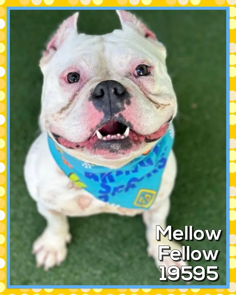 Mellow Fellow thumbnail 4