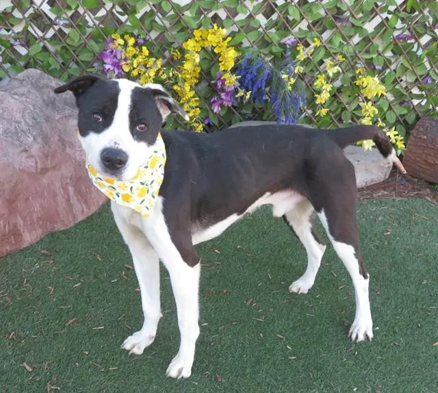 An adult large-sized male Hound dog named Nocko for adoption in Oklahoma City, OK