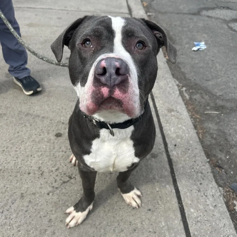 A young large-sized male Gray / Blue / Silver Pit Bull Terrier dog named Benji for adoption in Newark, NJ