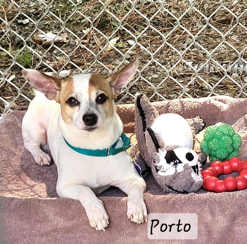 An adult small-sized male Jack Russell Terrier dog named Porto for adoption in Ellijay, GA