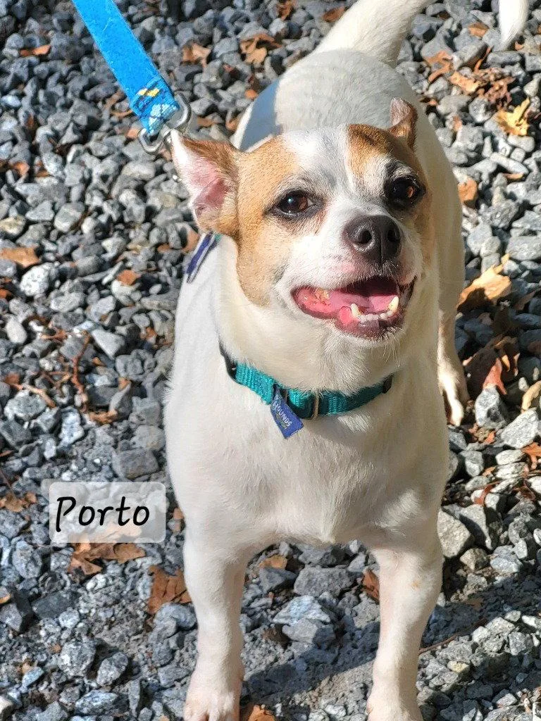 Porto thumbnail 3