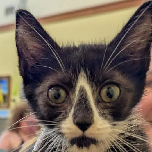 A baby small-sized male Black Domestic Short Hair cat named Christmas Tree for adoption in Lynchburg, VA