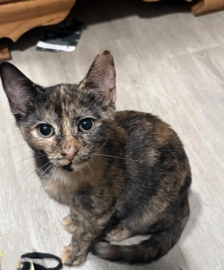 A baby medium-sized female Domestic Short Hair cat named Delilah for adoption in Cumberland, ME