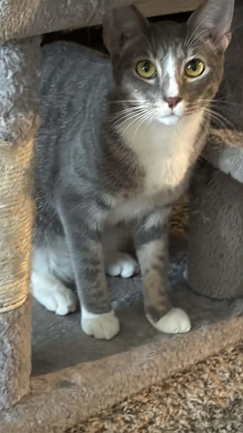 A young medium-sized male Gray & White Domestic Short Hair cat named Marley for adoption in Charlotte, NC