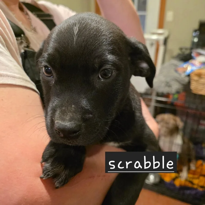 Scrabble thumbnail 3