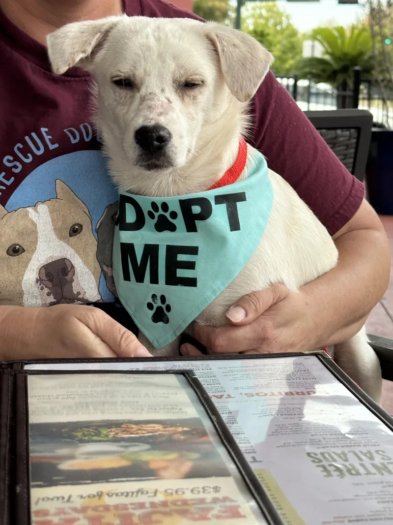 A young small-sized male White / Cream Rat Terrier dog named Elroy  cuddle King for adoption in Houston, TX