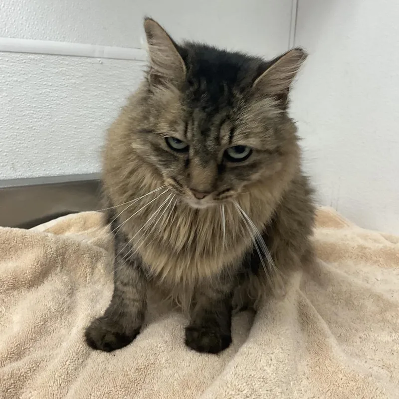 A senior large-sized female Brown / Chocolate Domestic Long Hair cat named Kiara for adoption in Henderson, NV