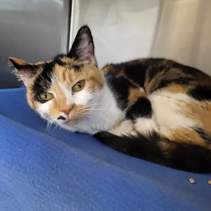 An adult medium-sized female Calico Domestic Short Hair cat named Marilyn for adoption in Fort Wayne, IN
