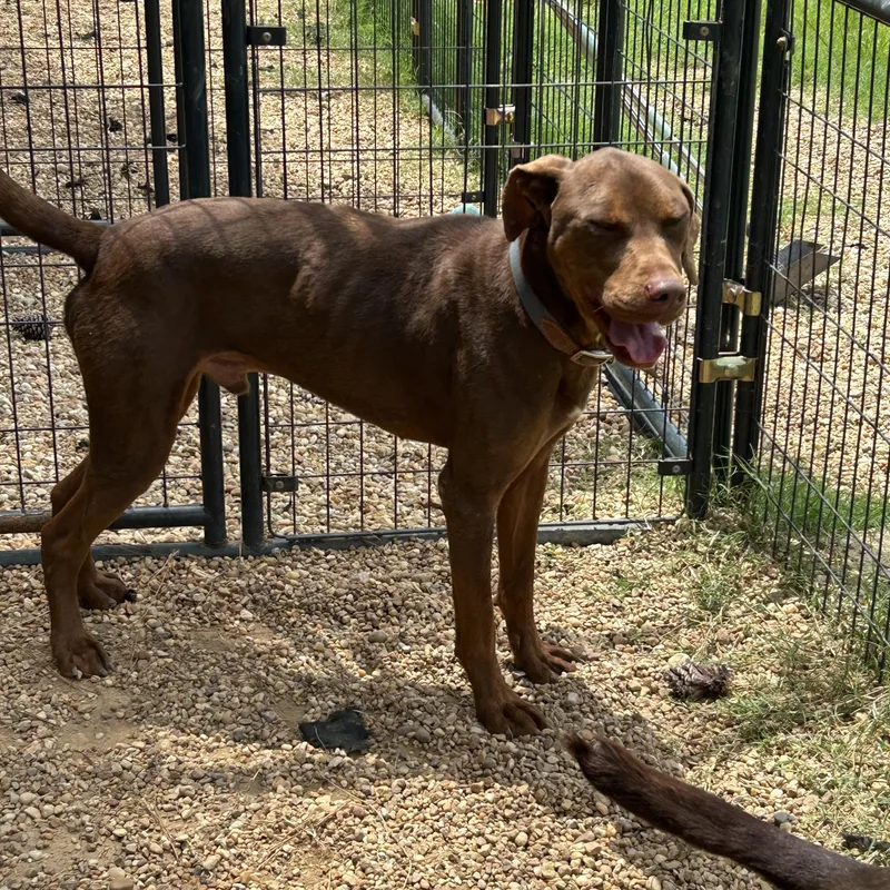 An adult medium-sized male Red / Chestnut / Orange Doberman Pinscher dog named Moose for adoption in Charles City, VA