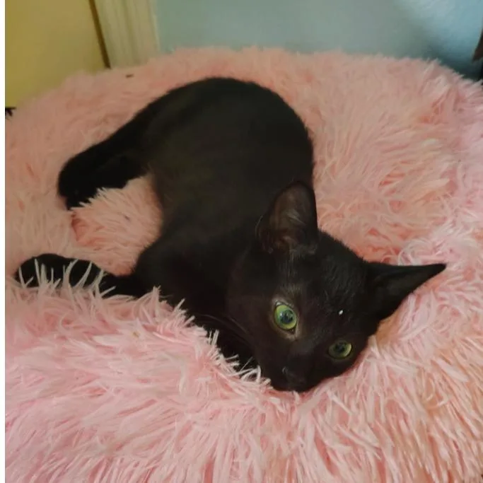 A baby small-sized male Black Domestic Short Hair cat named Xannos for adoption in North Port, FL
