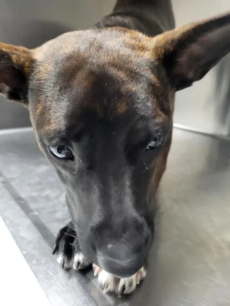 An adult medium-sized male Pit Bull Terrier dog named Ic for adoption in Lawrenceville, GA