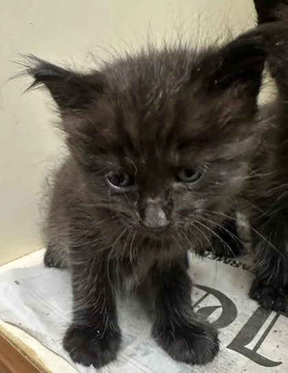 A baby small-sized female Domestic Short Hair cat named Juniper pink for adoption in Chamblee, GA