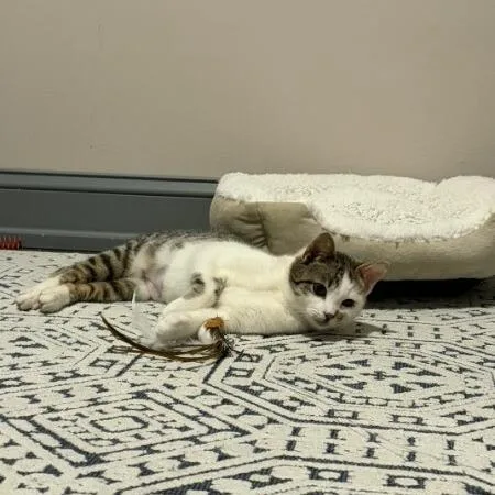 A baby small-sized female White American Shorthair cat named Scone for adoption in Brooklyn, NY