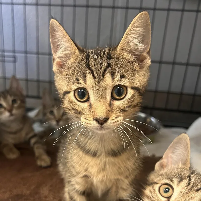 A baby small-sized male Brown / Chocolate Domestic Short Hair cat named Leopard for adoption in South Elgin, IL