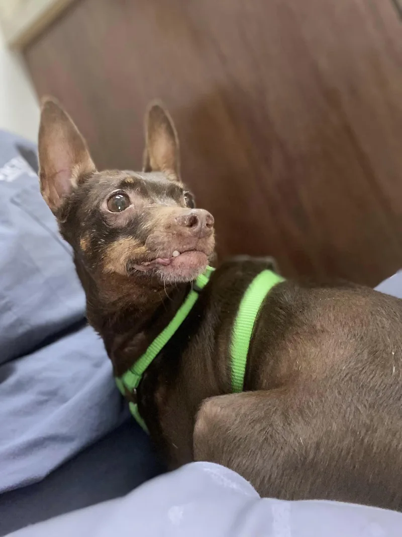 Kanga & Kimber thumbnail 4