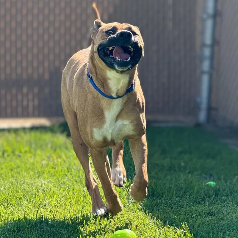 An adult large-sized male Yellow / Tan / Blond / Fawn Boerboel dog named Dino for adoption in Santa Barbara, CA