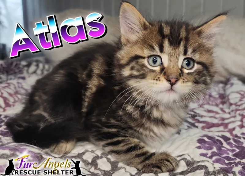 A baby medium-sized male Tabby (Brown / Chocolate) Domestic Long Hair cat named Atlas for adoption in Toledo, OH