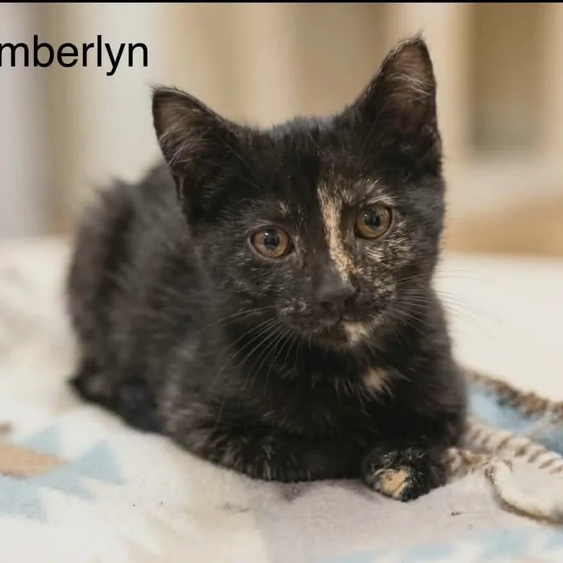 A baby medium-sized female Tortoiseshell cat named Emberlyn for adoption in Wyandotte, MI