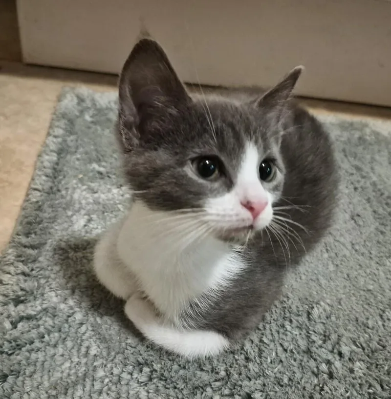 A baby small-sized male Gray & White Domestic Short Hair cat named Houdini for adoption in Greenbelt, MD