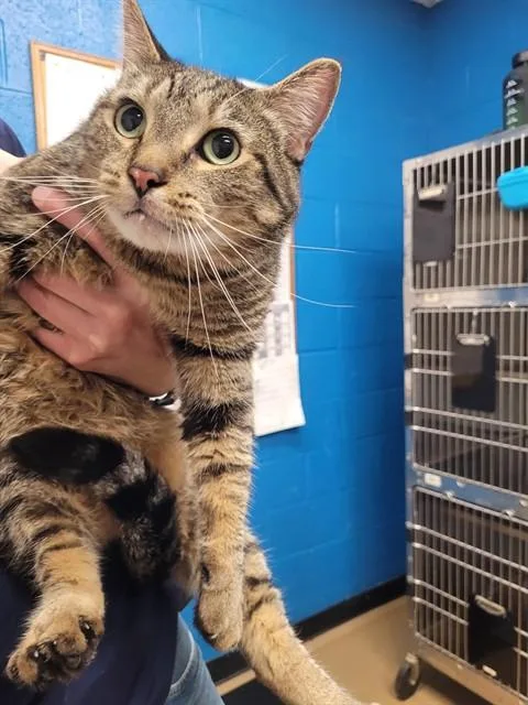 An adult medium-sized male Domestic Short Hair cat named King for adoption in Saint Peters, MO