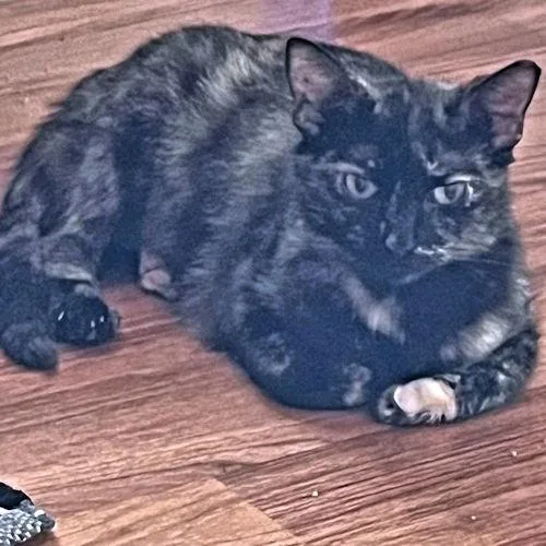 A young medium-sized female Tortoiseshell cat named Biscotti for adoption in Rutherfordton, NC
