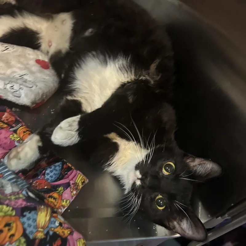 A young large-sized female Black Domestic Short Hair cat named Betty for adoption in Veneta, OR