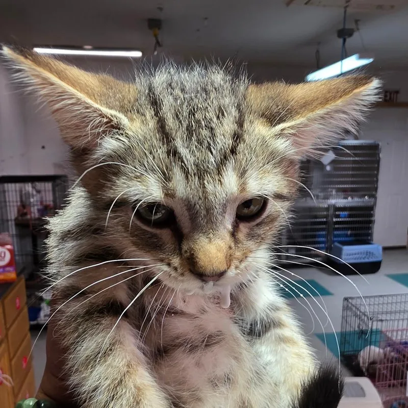 A baby small-sized female Brown / Chocolate Domestic Short Hair cat named "Baby" Jasmine for adoption in Leander, TX