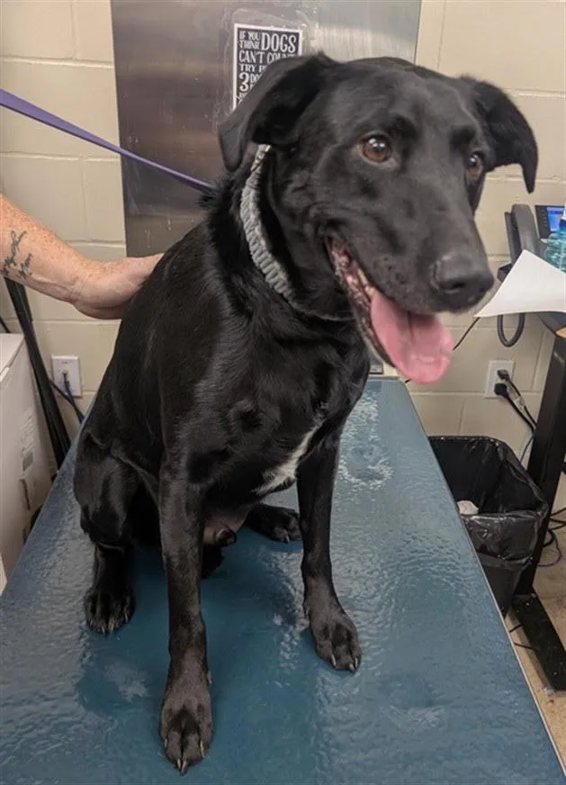 An adult large-sized male Labrador Retriever dog named Maui for adoption in North Syracuse, NY