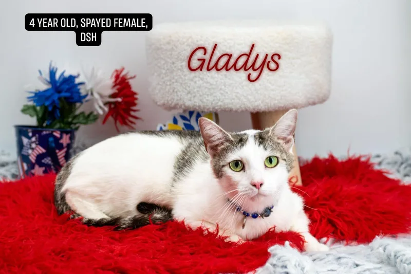 An adult large-sized female Tabby (Brown / Chocolate) Domestic Short Hair cat named Gladys for adoption in Sevierville, TN