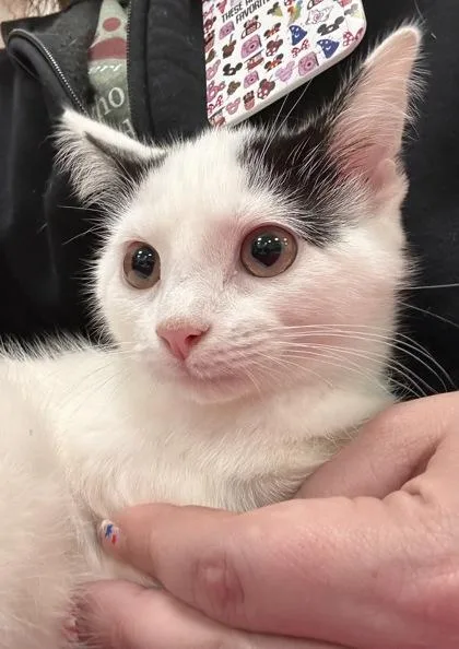 A baby small-sized female Domestic Short Hair cat named Funfetti for adoption in Fishers, IN