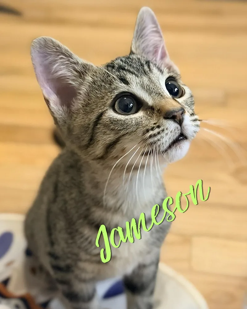 Jameson thumbnail 2