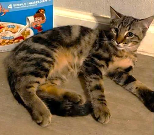 A baby medium-sized male Tabby cat named Pop for adoption in Conroe, TX