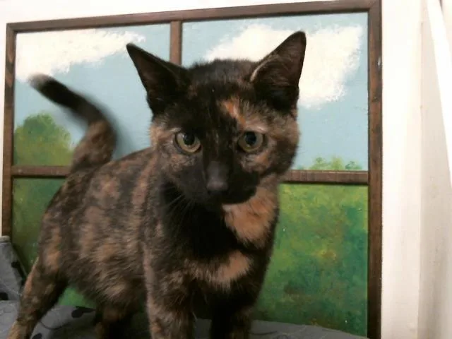 A young medium-sized female Domestic Short Hair cat named Sally for adoption in Houston, TX