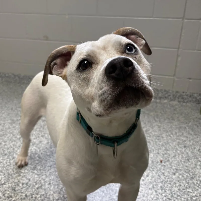 An adult medium-sized female White / Cream Terrier dog named Bambi for adoption in Brookfield, WI