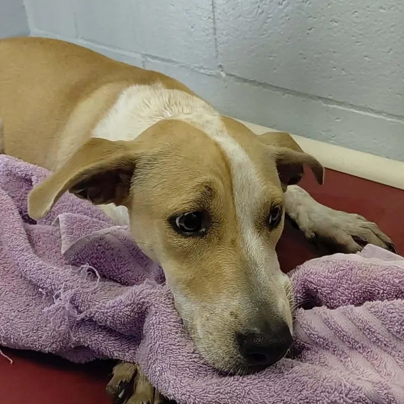 A young medium-sized female Yellow / Tan / Blond / Fawn Pit Bull Terrier dog named Jane for adoption in Bastrop, TX
