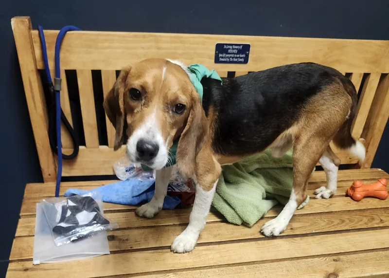 An adult small-sized male Tricolor (Brown, Black, & White) Beagle dog named Wiz for adoption in Mansfield, OH