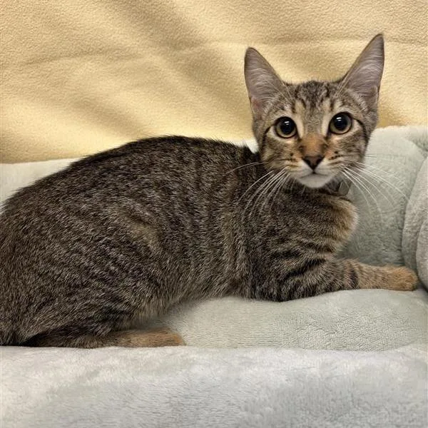 A baby small-sized female Brown / Chocolate Domestic Short Hair cat named Maple for adoption in Hawthorne, CA