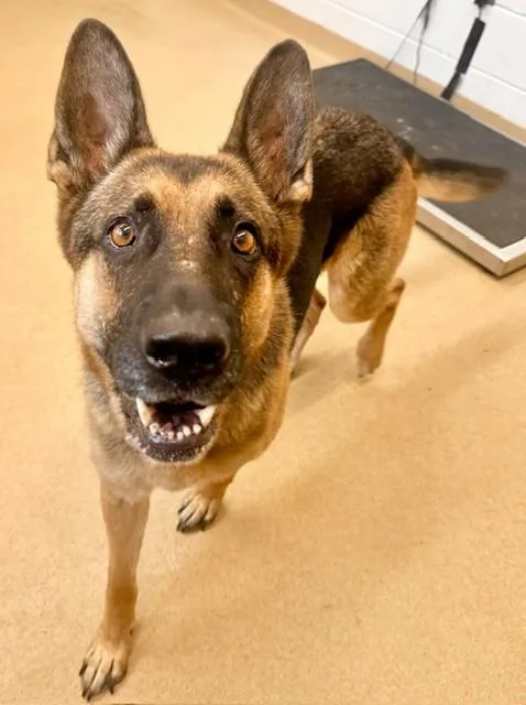 An adult large-sized female German Shepherd Dog dog named Bailey for adoption in Derwood, MD