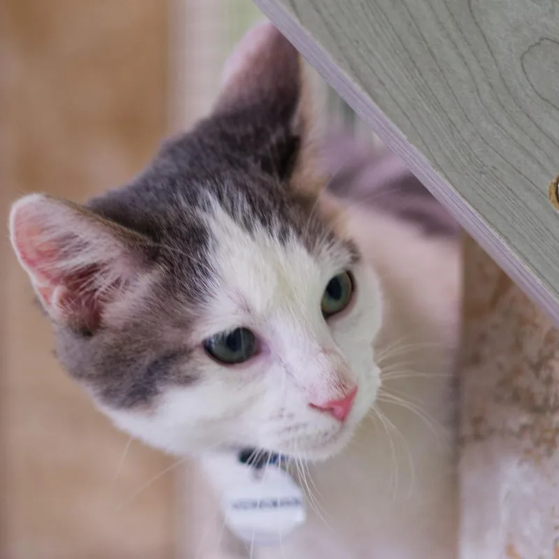 A baby medium-sized male Domestic Short Hair cat named Venkman for adoption in Hot Springs, AR