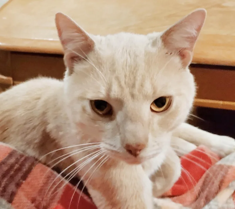 Smorgasbord thumbnail 2