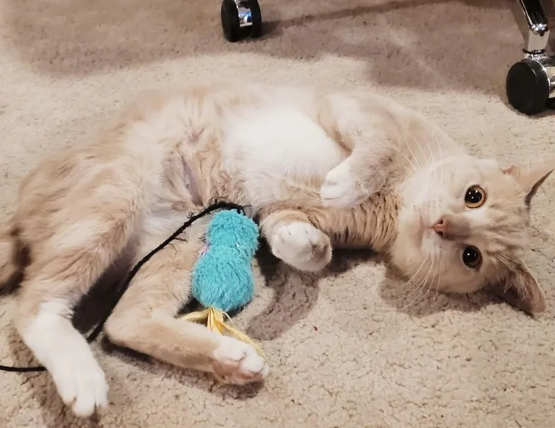 Smorgasbord thumbnail 3