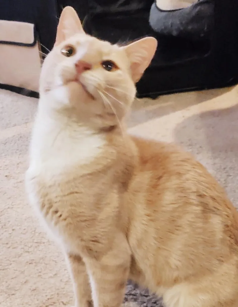 Smorgasbord thumbnail 4