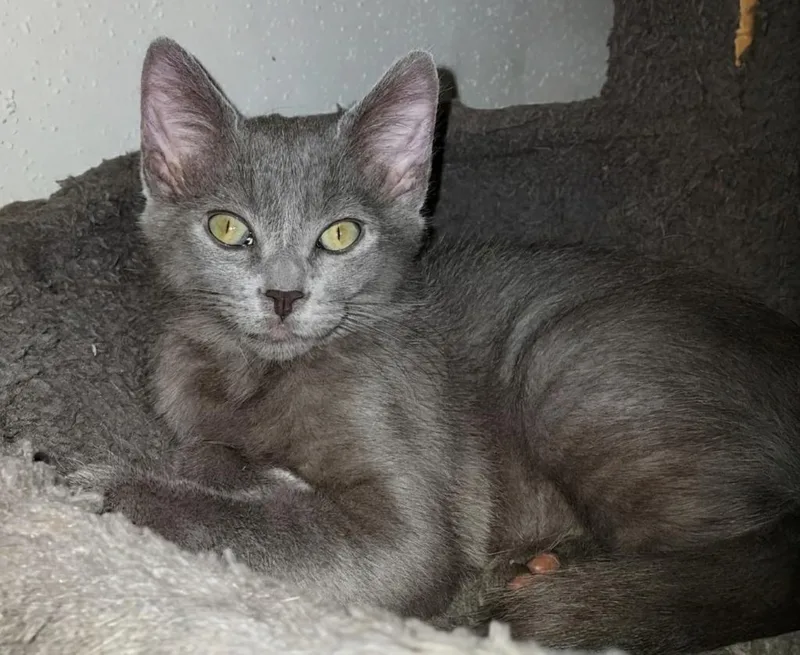 A baby small-sized male Domestic Short Hair cat named Frito for adoption in Magnolia, TX