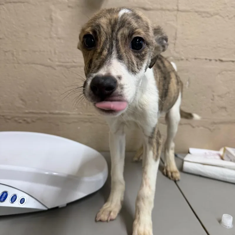 A baby small-sized male Brindle Mixed Breed dog named Mochi for adoption in Parkersburg, WV