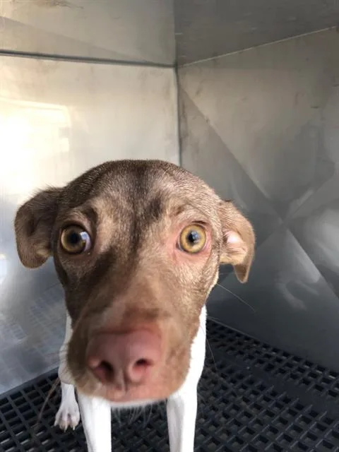 A young small-sized male Mixed Breed dog named Lucky for adoption in Dallas, TX